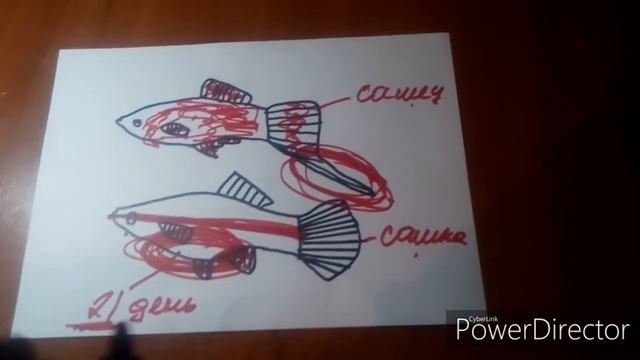 Определение пола у меченосцев смотреть онлайн