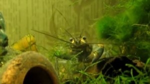 Кубинский рак (Procambarus cubensis) - Голубой рак