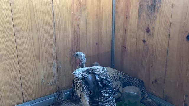 Marsha, Marsha, Marsha! смотреть онлайн