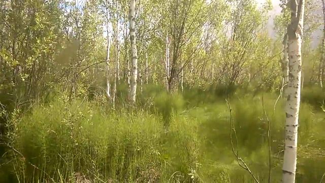 BV-206 Лось смотреть онлайн