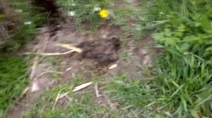 Весенняя подготовка к охоте на барсука.