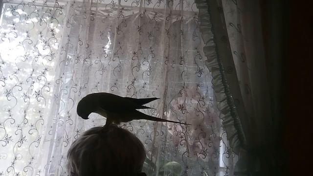 Хабиб делает прическу! смотреть онлайн