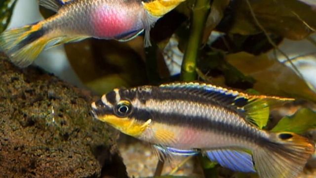 ПЕЛЬВИКАХРОМИС ПУЛЬХЕР ЦИХЛИДА ПОПУГАЙЧИК. УХОД И СОДЕРЖАНИЕ В АКВАРИУМЕ. смотреть онлайн