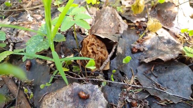 Грибы сморчки и строчки - как их безопасно приготовить?