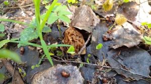 Грибы сморчки и строчки - как их безопасно приготовить?