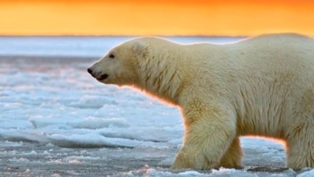 Куропатка и Мишка. Полярные истории смотреть онлайн