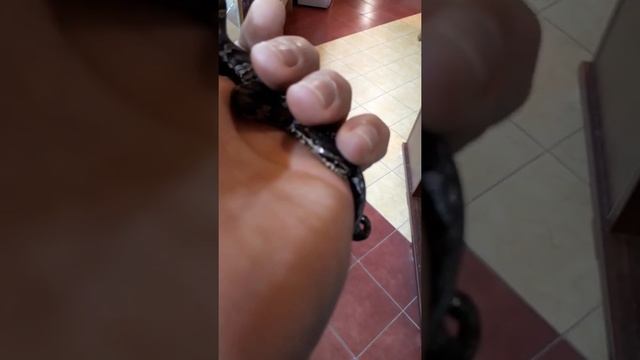 Амурский полоз смотреть онлайн