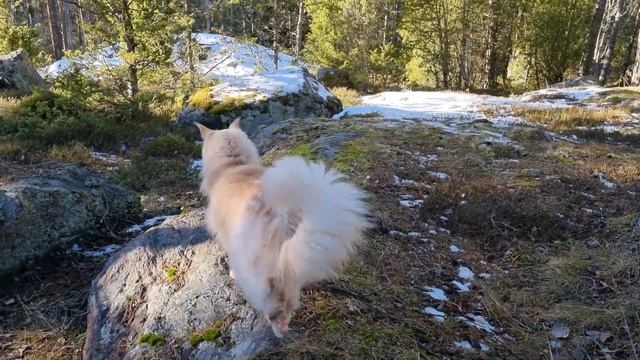 Happy Maine Coon Cats on a Beautiful Day in the Forest! смотреть онлайн