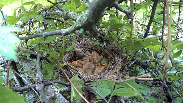 Жулан у дороги 160613 1 17 SJ5 11 смотреть онлайн