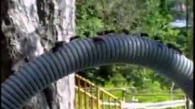 Муравьи Formica rufa: жизнь муравейника смотреть онлайн