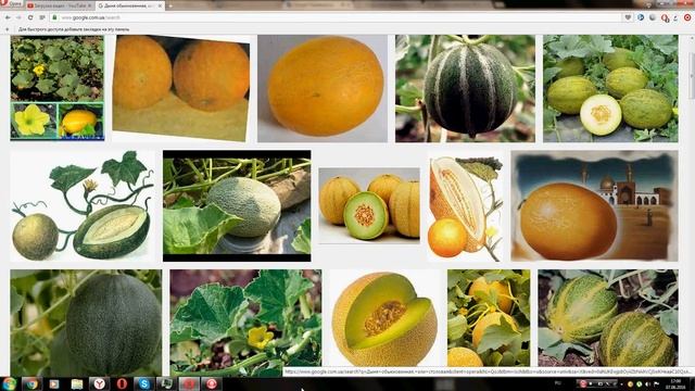Дыня обыкновенная (Melon ordinary) смотреть онлайн