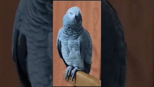 Аяяяй! Кто папу кусил? Ужас! Серый козел, серенький КОТ. смотреть онлайн