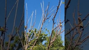 Монилиоз вишни. Устойчивые сорта косточковых к монилиозу.