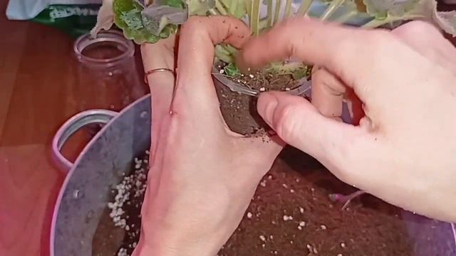 комнатные растения: омоложение фиалок