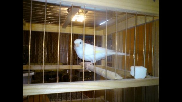 ПЕНИЕ КЕНАРА. Овсяночный напев . Русская канарейка . Для обучения молодых кенаров . смотреть онлайн