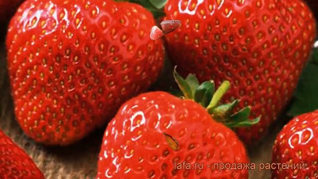 Земляника садовая Соната (fragaria ananassa sonata) ? обзор: как сажать, рассада земляники Соната смотреть онлайн