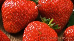 Земляника садовая Соната (fragaria ananassa sonata) ? обзор: как сажать, рассада земляники Соната
