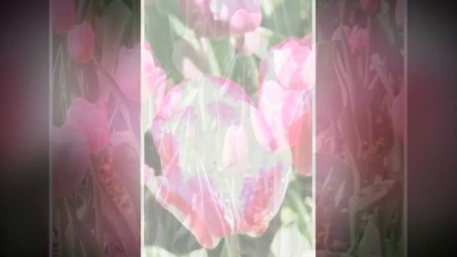 Фестиваль тюльпанов на Елагином острове! Тюльпаны Санкт-Петербурга. смотреть онлайн