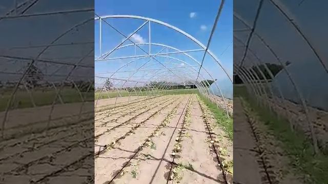 Арочная теплица под пленку своими руками. Строительство. смотреть онлайн