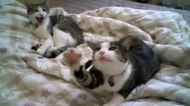 Кот кричит ААААААА смотреть онлайн
