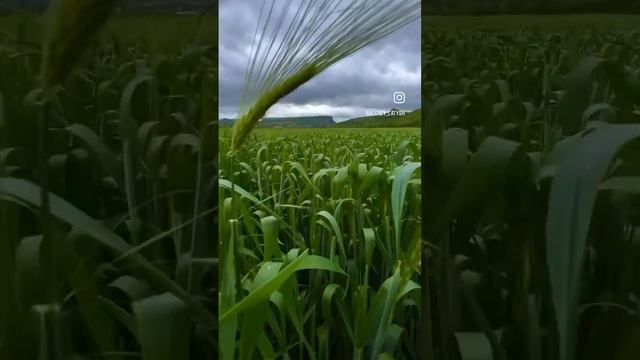 Красный Мак - что здесь есть? Показываю в одном видео. Снято на телефон 🤳🏻 смотреть онлайн