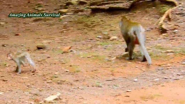 STOP STOP TOBAIS! DON'T HURT MY GIRL ALBA, ALBA SO AFRAID OF YOU TOBAIS смотреть онлайн