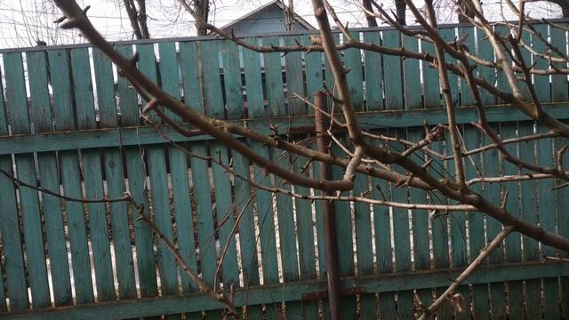 Как уменьшить обрезкой объем кроны груши или яблони Перевод роста на боковую ветвь. смотреть онлайн