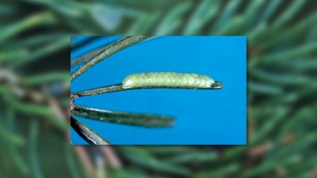 Еловая листовертка-почкоед (Choristoneura fumiferana (Clemens)) смотреть онлайн