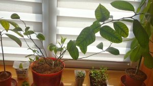 Почему у лимона опадают цветы и листья.