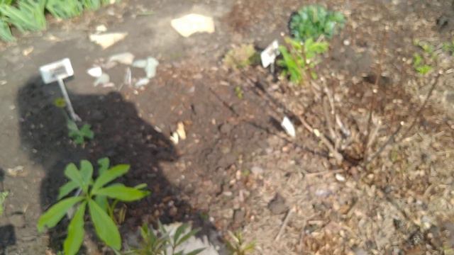 ОБЗОР САДА НА 15 МАЯ🤗💐 смотреть онлайн