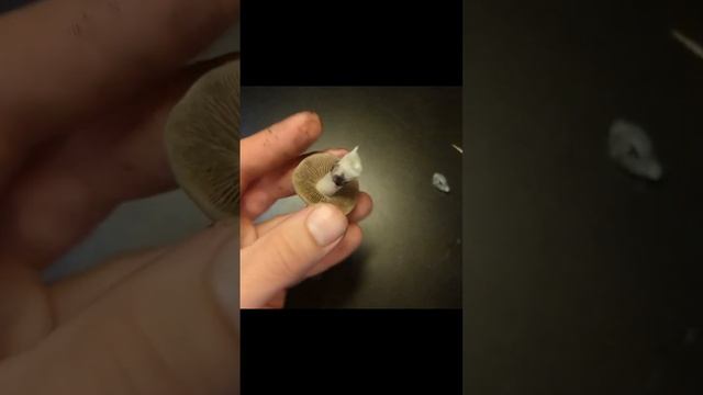 It's Like MAGIC! Amazing Color Changing Mushroom ? #shorts смотреть онлайн