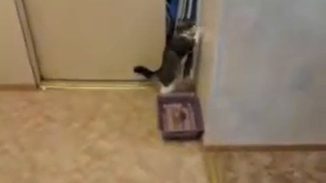Энэргичный котэ:D смотреть онлайн