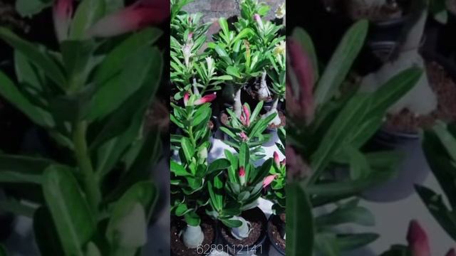 Adenium flowers collection/ Most beautiful adenium flowers sale online/All India Delivery 628911214 смотреть онлайн