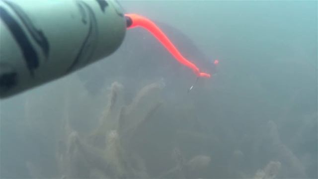 Подводный поплавок на сома euro-som в действии / Waller Unterwasserpose euro-som RIG in Action смотреть онлайн