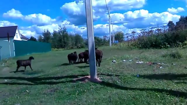 Овечки на лугу смотреть онлайн