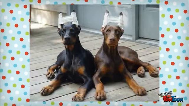 doberman. смотреть онлайн