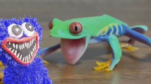 Хаги Ваги Кормит Лягушек Тараканами.