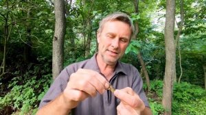 Медведка и её личинка. Сад, огород. Нескучная жизнь.