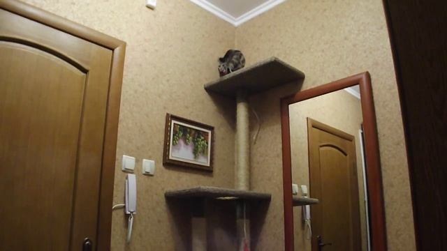 Самодельная когтеточка смотреть онлайн