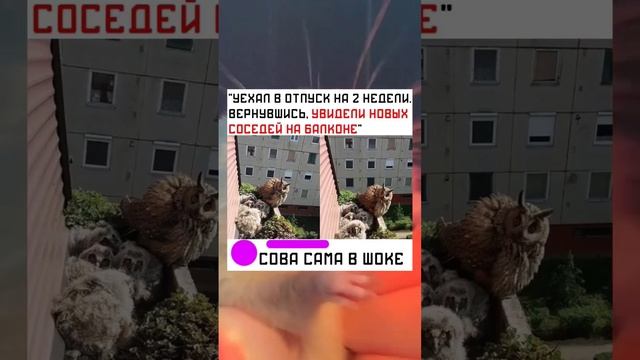 #short #shorts #мем #мемы #прикол #юмор #funny (44) смотреть онлайн