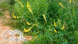 Все что нужно знать садоводу, высевая на участке желтый донник как сидерат