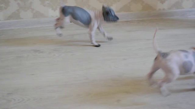 щенки 1098 смотреть онлайн