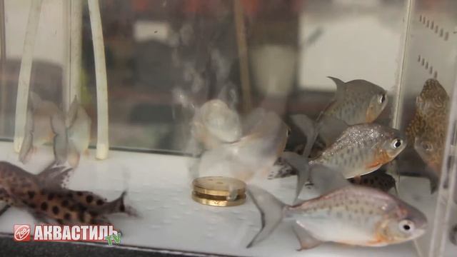 Пиранья Красный Паку. Аквариумные рыбки. Аквариумистика. смотреть онлайн