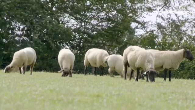 Extreme Modern Sheep Farming Technologies (Wool Harvesting, Processing Factory) - How its made! смотреть онлайн
