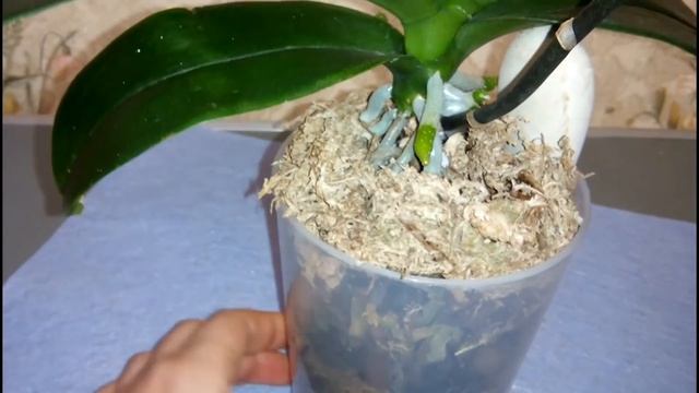 ?Фаленопсис Дарвин. Изменения за два месяца.? смотреть онлайн