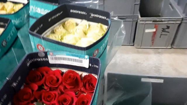 Эквадорская плантация роз Anni Roses - обзор сортов | розы оптом изЭквадора смотреть онлайн