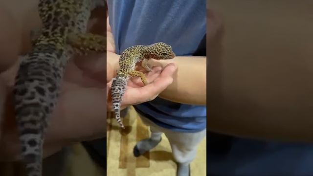 Ящерица Леопардовый Геккон Адик смотреть онлайн