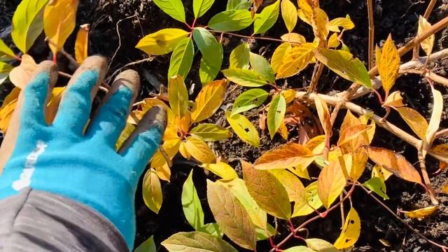 Fall Gardening Part 2: Transplanting & Dividing Paniculata Hydrangeas