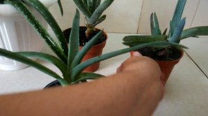 Столетник и алоэ вера: в чём разница? Agave and aloe Vera: what is the difference?