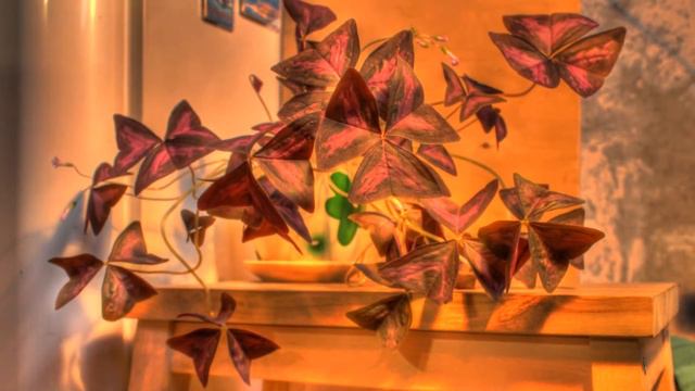 oxilis смотреть онлайн